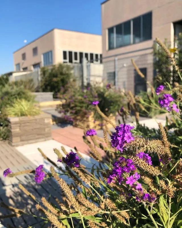 Fiori e piante ornamentali - giardiniere Cesenatico
