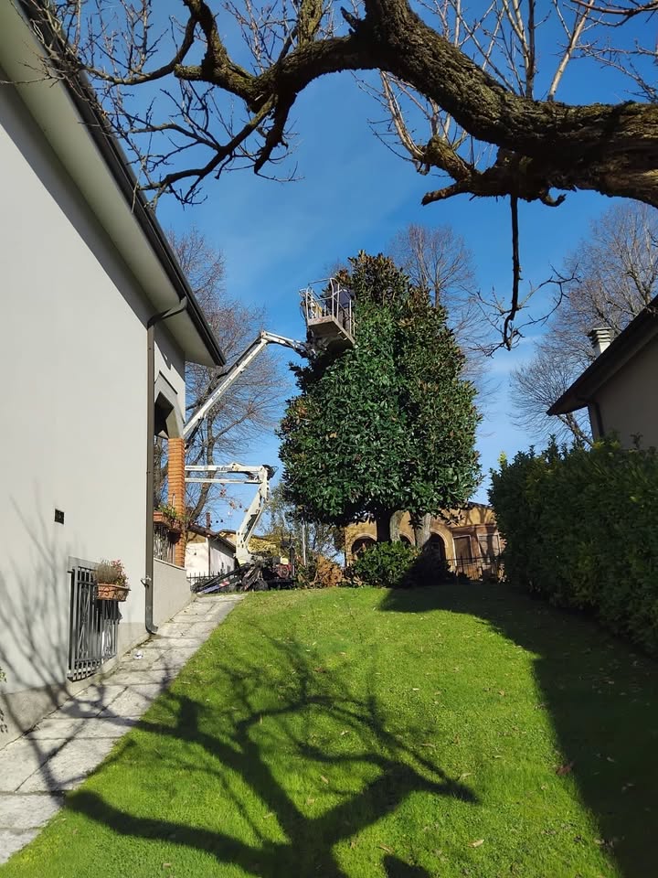 Potatura alberi San Mauro Pascoli