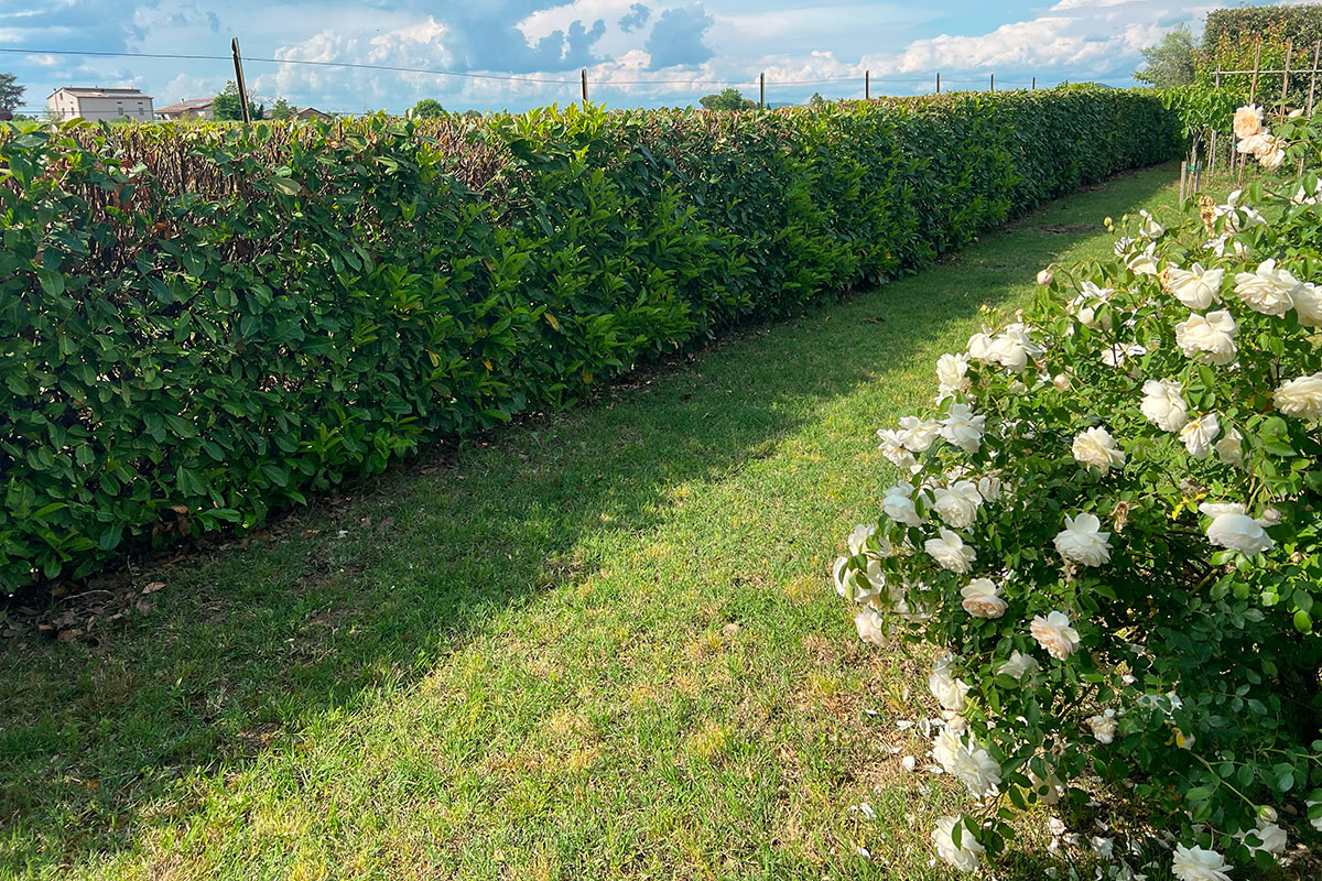 Manutenzione siepi Savignano
