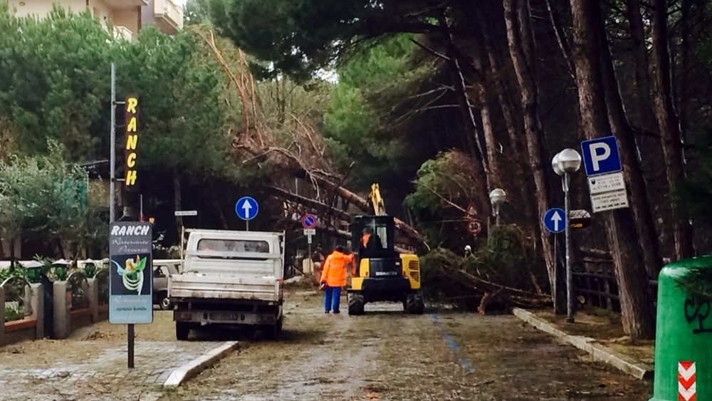 Rimozione alberi e ripristino